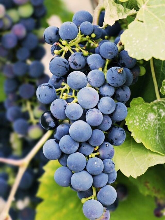 grapes-g431eca307_640
